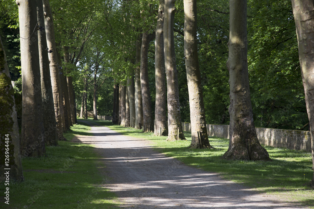 Fototapeta premium allée de platanes