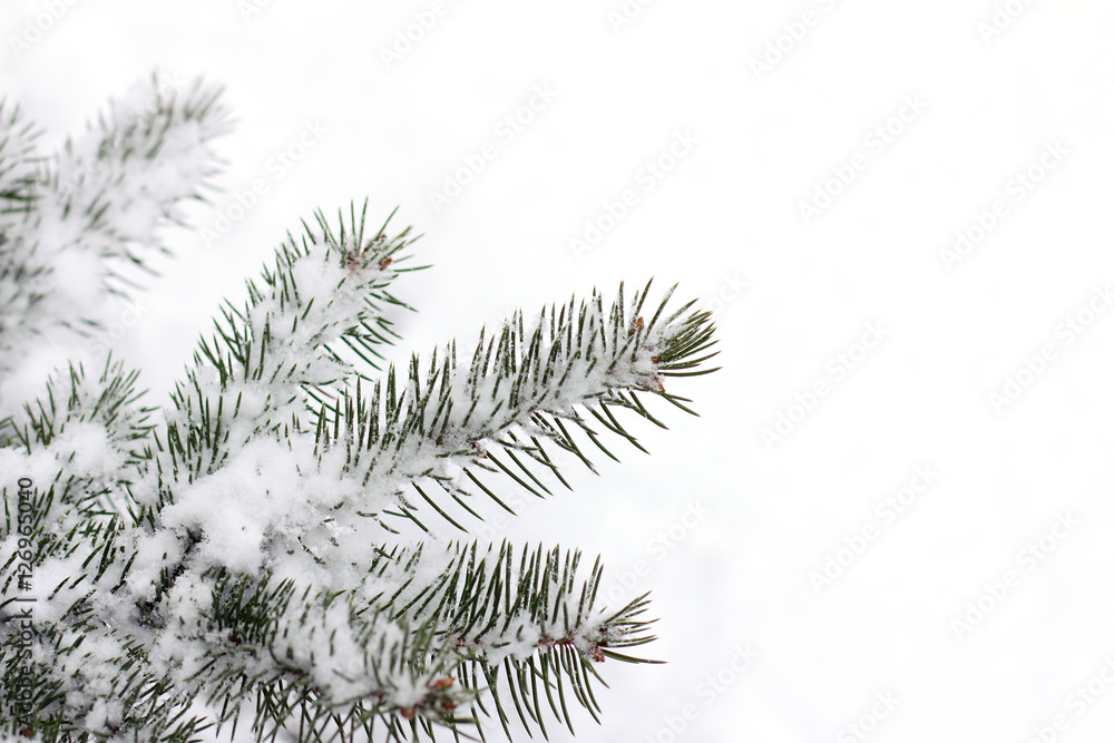 winter season/ fir twigs after snowfall on snowy background 