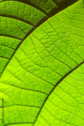 Green leaf texture for background. Pattern of leaves. Selective focus