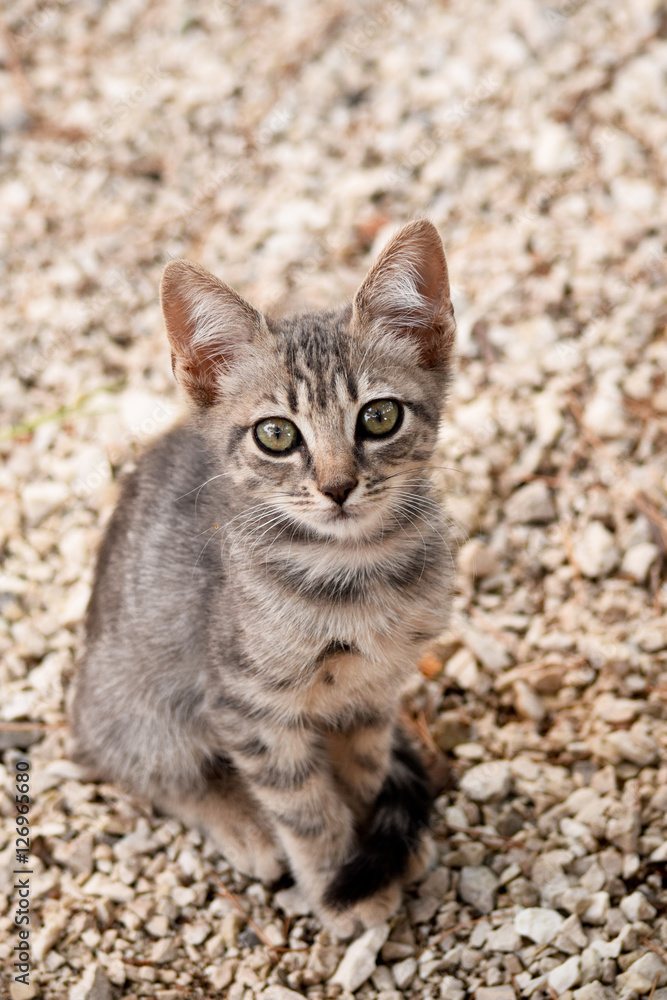 Portrait of stray kitten on the unfocused background