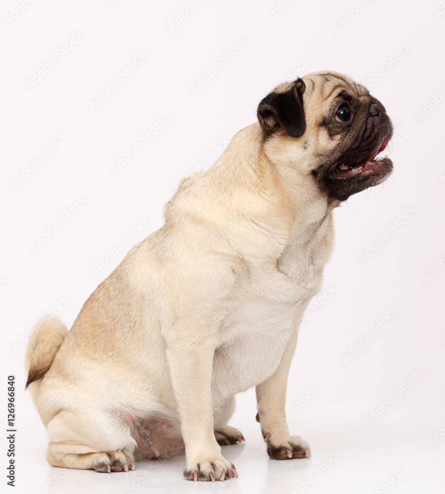 Pug dog isolated 