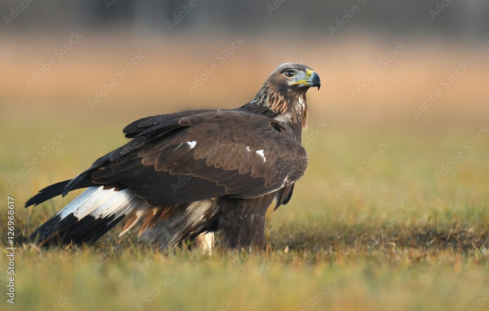 Fototapeta premium Golden Eagle (Aquila chrysaetos)