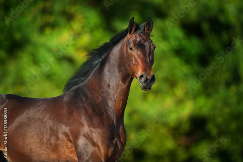 Bay  horse portrait outdoor against green trees in motion © kwadrat70
