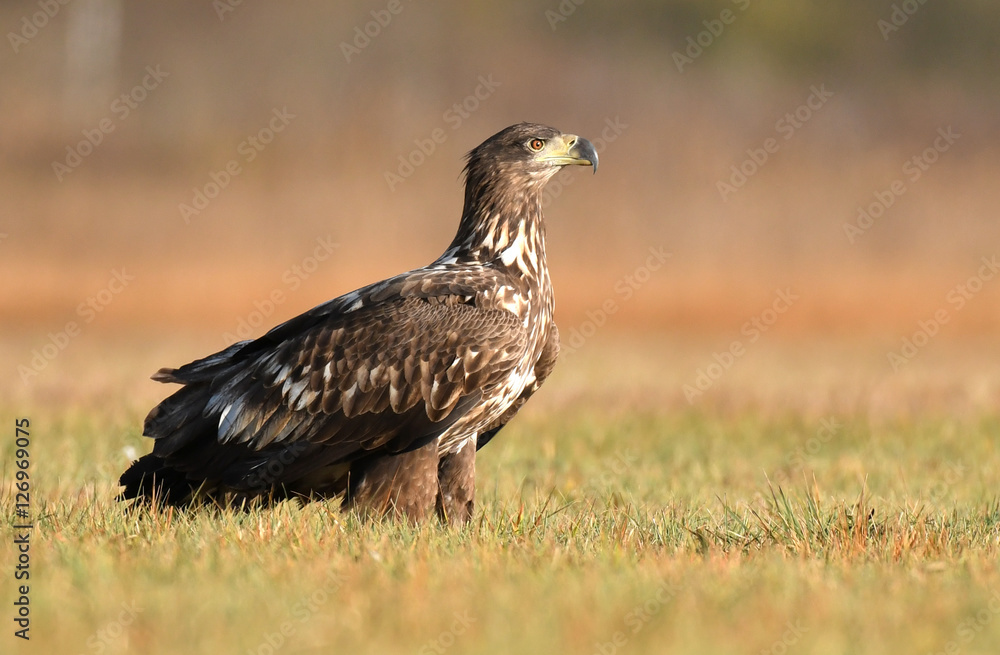 Fototapeta premium White tailed Eagle (Haliaeetus albicilla)