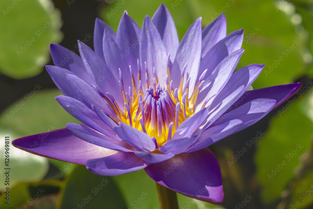 flower purple lotus in the pond close-up flower purple lotus in the pond close-up