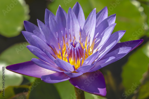 Fototapeta Naklejka Na Ścianę i Meble -  flower purple lotus in the pond close-up