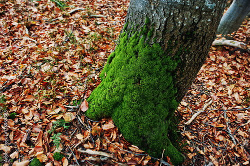 Moss on the tree bark at the root at autumn forest.