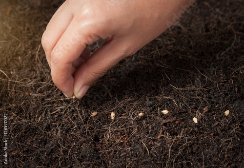 Hand seeding for planting into soil,Wheatgrass Seeds