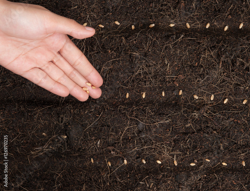 Hand seeding for planting into soil,Wheatgrass Seeds