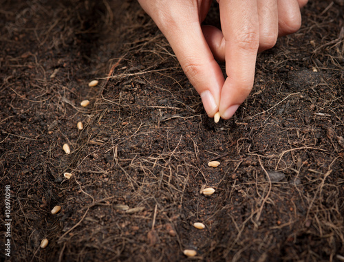 Hand seeding for planting into soil,Wheatgrass Seeds