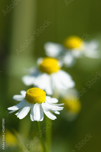 Camomile