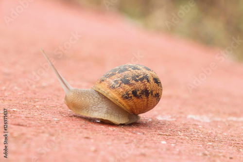 Slowly crawling snail on concrete road
