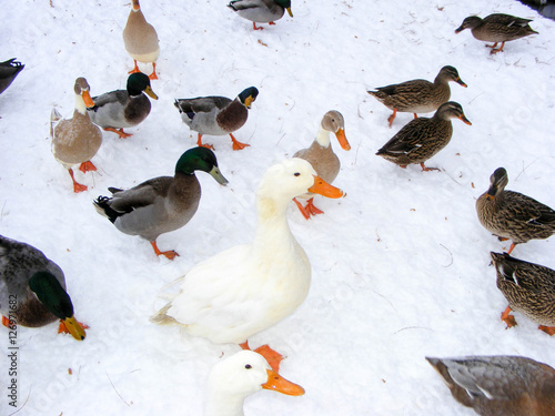 Fototapeta Naklejka Na Ścianę i Meble -  White Ducks