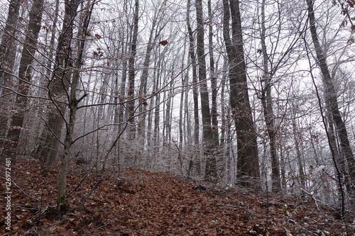 Winter forest. Transcarpathia