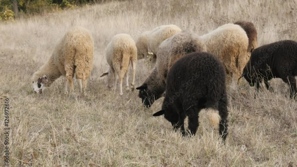 White and black color flock of domesticated mammal Ovis aries in the field 4K 2160p 30fps UltraHD footage - Nature scene of different sheep group feeding 3840X2160 UHD video White and black color flock of domesticated mammal Ovis aries in the field 4K 2160p 30fps UltraHD footage - Nature scene of different sheep group feeding 3840X2160 UHD video