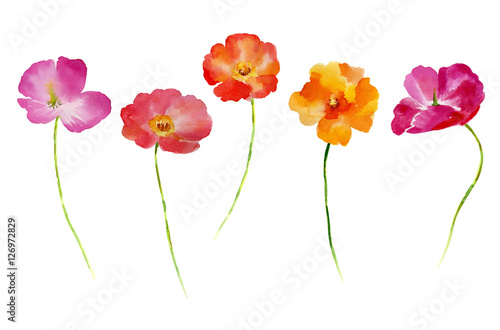 Fototapeta Naklejka Na Ścianę i Meble -  Watercolor flower set for your design.