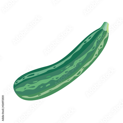 Fresh Vegetable Marrow. Oblong, Green Squash.