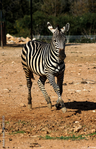 Zebra photo