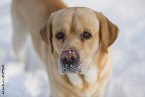Pies na śniegu
