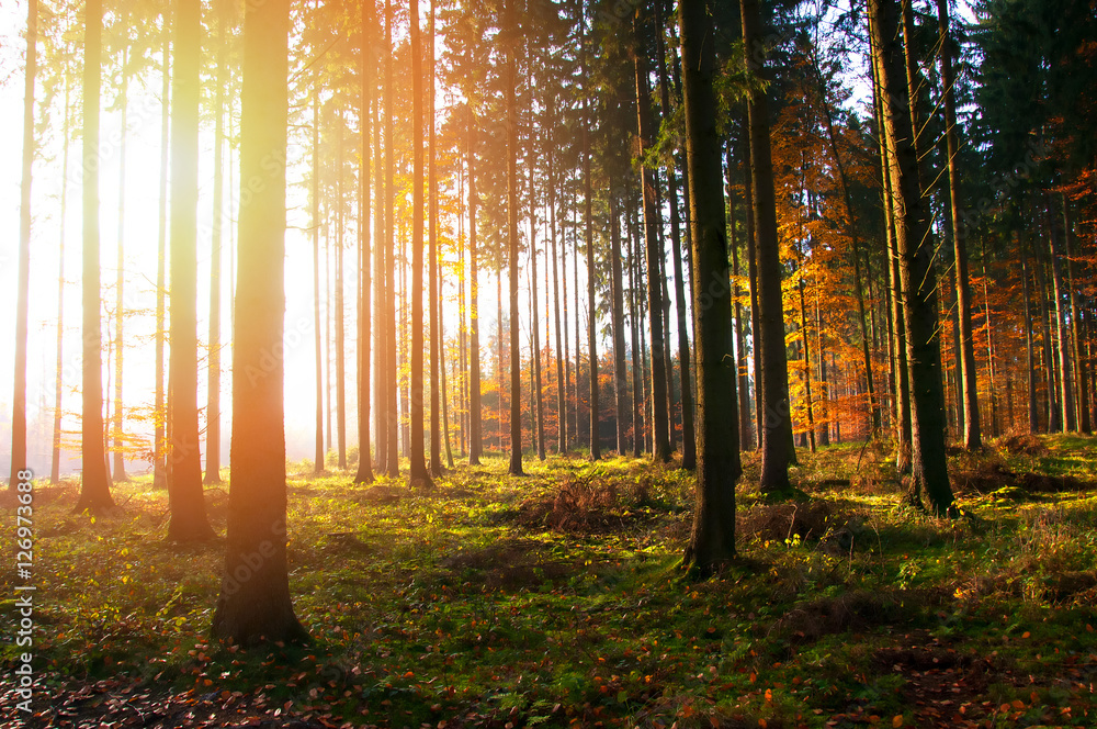 Beautiful morning in forest. Autumn landscape Beautiful morning in forest. Autumn landscape