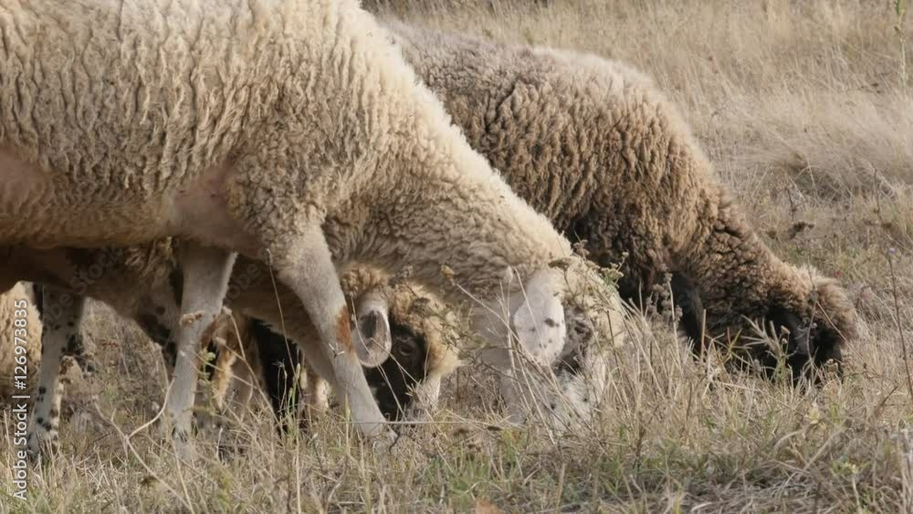 Scene from nature of different sheep group feeding 4K 2160p 30fps UltraHD footage - White and black color flock of domesticated mammal Ovis aries in the field 3840X2160 UHD video Scene from nature of different sheep group feeding 4K 2160p 30fps UltraHD footage - White and black color flock of domesticated mammal Ovis aries in the field 3840X2160 UHD video