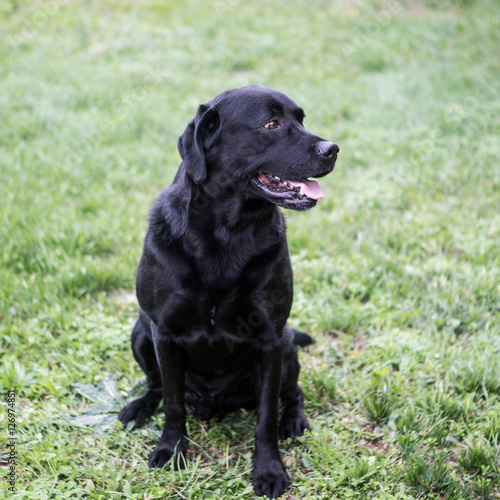 Bellissimo Labrador di colore nero 