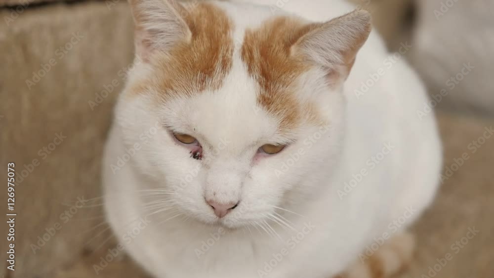 Tired Felis silvestris catus domesticated mammal relaxing outdoor on farm slow-mo 1920X1080 HD footage - Slow motion of domestic young white cat have a nap in the yard 1080p HD video Tired Felis silvestris catus domesticated mammal relaxing outdoor on farm slow-mo 1920X1080 HD footage - Slow motion of domestic young white cat have a nap in the yard 1080p HD video