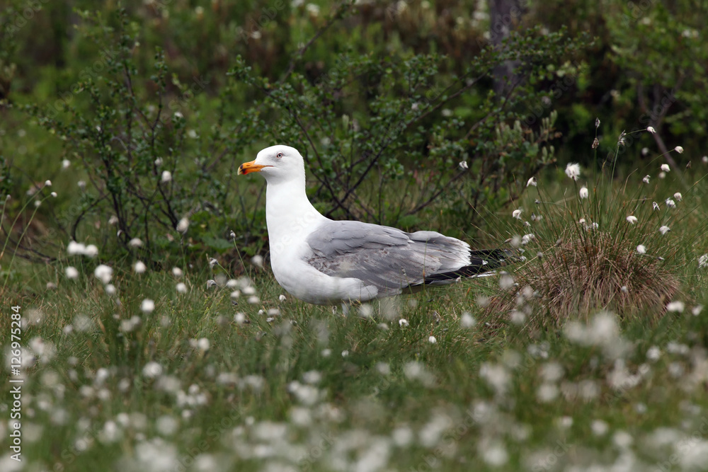 The lesser black-backed gull (Larus fuscus) sitting in cotton grass The lesser black-backed gull (Larus fuscus) sitting in cotton grass