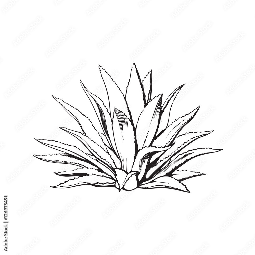 Naklejka premium Hand drawn blue agave, main tequila ingredient, sketch style vector illustration isolated on white background. Drawing black and white of agave cactus, side view, colorful illustration