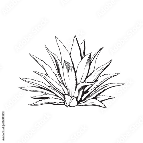 Hand drawn blue agave, main tequila ingredient, sketch style vector  illustration isolated on white background. Drawing black and white of agave  cactus, side view, colorful illustration vector de Stock | Adobe Stock