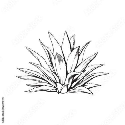 Hand drawn blue agave, main tequila ingredient, sketch style vector illustration isolated on white background. Drawing black and white of agave cactus, side view, colorful illustration