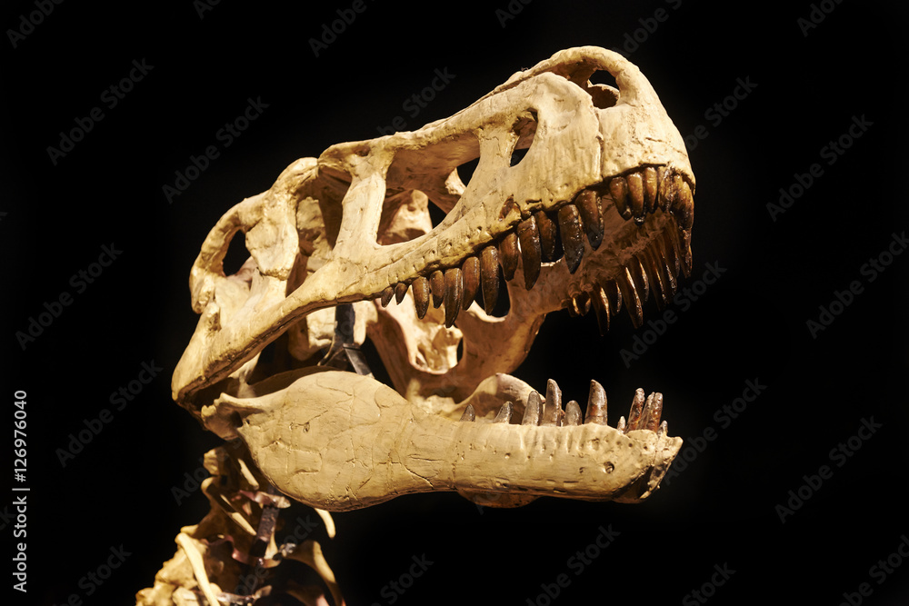 Naklejka premium Wykopywanie skamieniałości dinozaurów