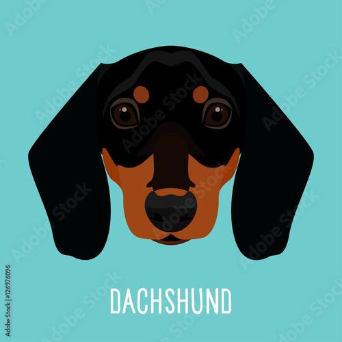 Dachshund. Nature, domestic animal theme.