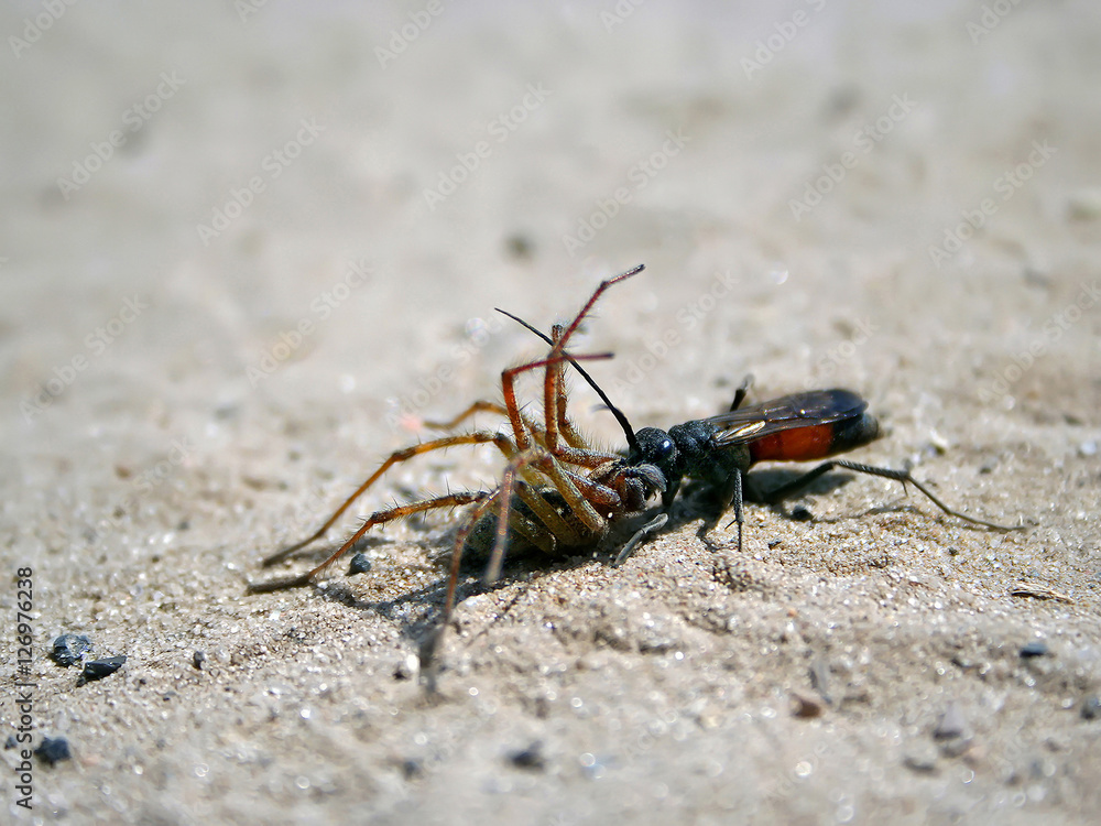 Parasitic wasp paralyze Spider wolf Parasitic wasp paralyze Spider wolf