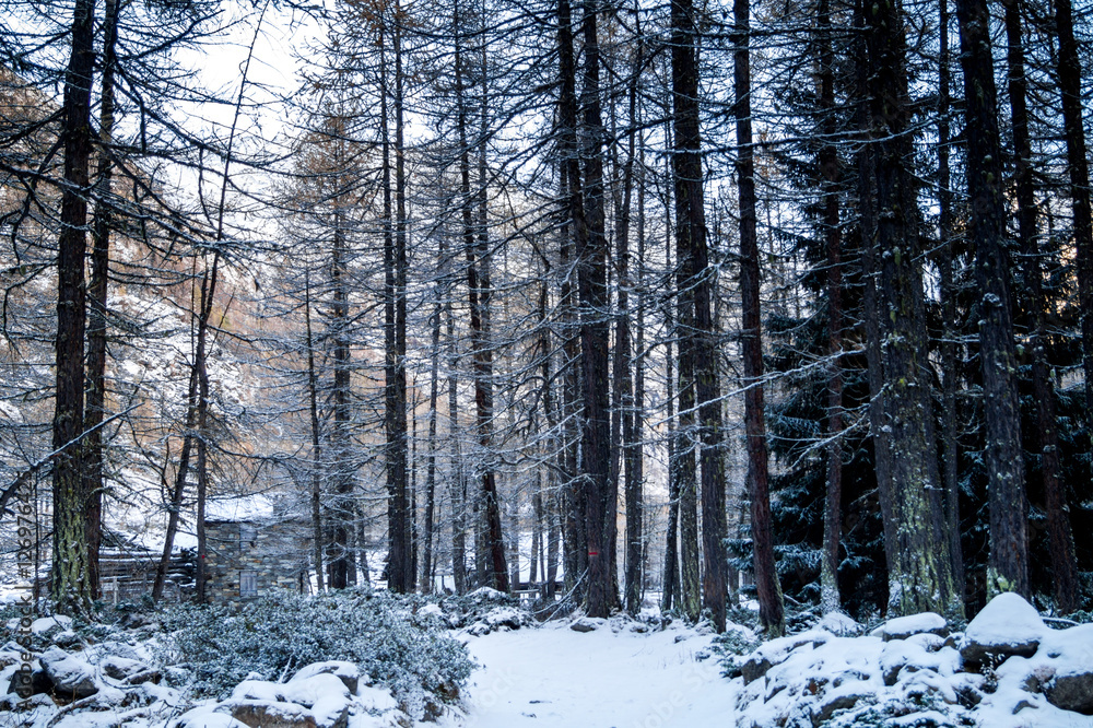 Fototapeta premium Mountain landscape with snow and snow-covered trees. Mountains in winter with colorful trees