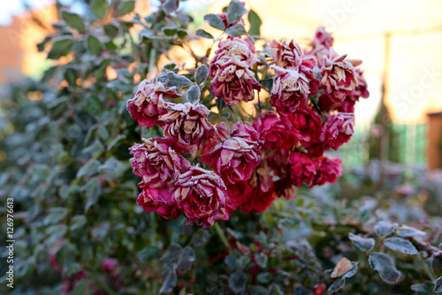 Rose covered with hoarfrost