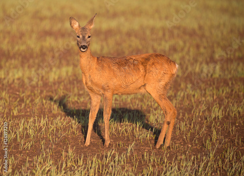 Roe deer