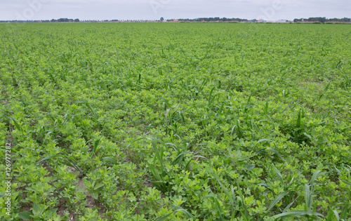 Lucerne. Field of lucerne. Flevopolder Netherlands. Farming. photo