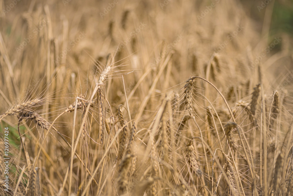 Fototapeta premium Wheat field background. Macro photo.
