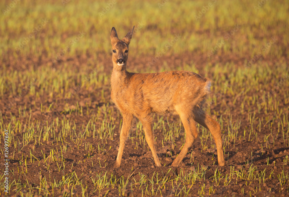 Small roe deer in agricultural fields. Small roe deer in agricultural fields.