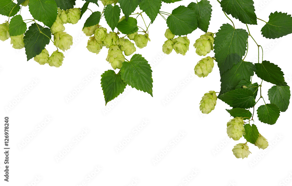 Fototapeta Branches hop with leaves isolated on white background without sh