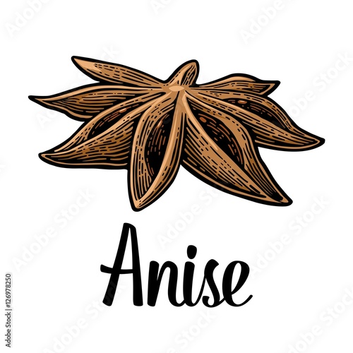 Anise spice fruit with seed. Vector black vintage engraved