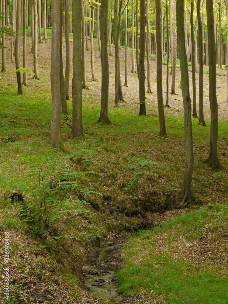 Rügen, Buchenwald im Jasmund Nationalpark Rügen, Buchenwald im Jasmund Nationalpark