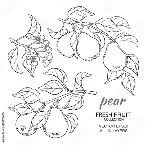 pear vector set
