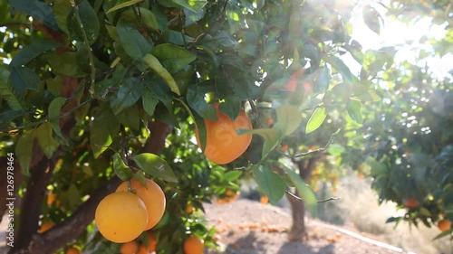 Naranjas photo