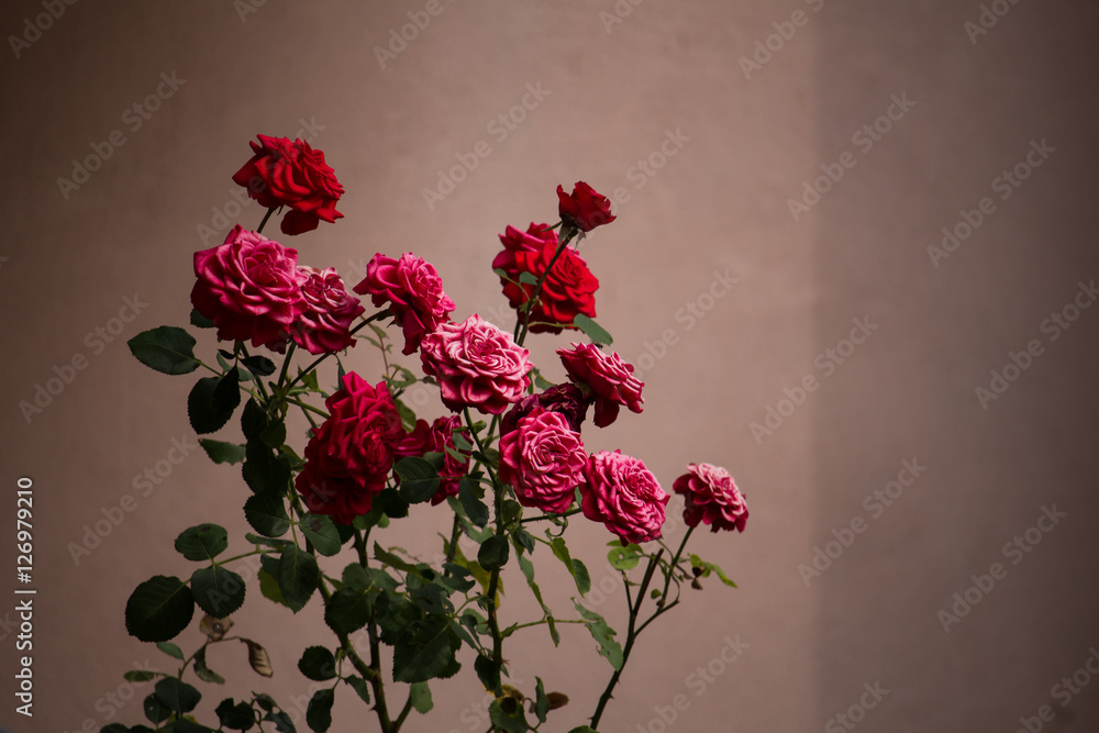 Fototapeta premium Roses
