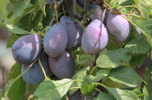 Wallpaper Mural Blue plums on the branch on the sunny day Torontodigital.ca