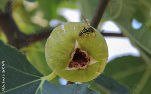 Wasp on the fig fruit. photo