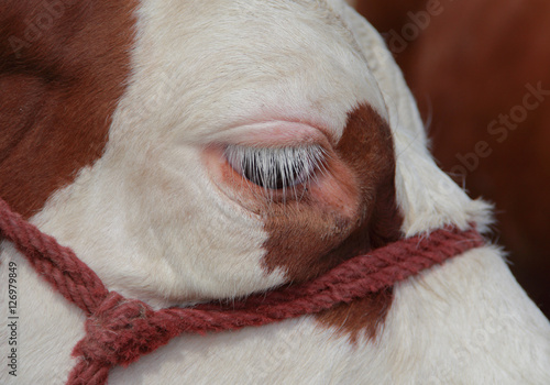 Cows eye macro close up view