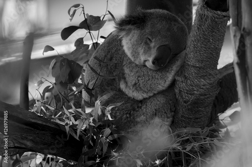 Photography Koala